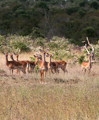 group of antelopes in lakipia
