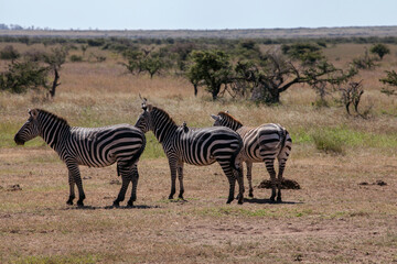 Fototapeta na wymiar Three zebras in lakipia Plateau