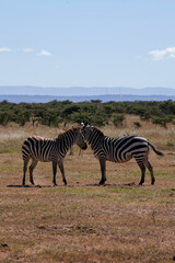 Fototapeta na wymiar zebra in the savannah in lakipia kenya