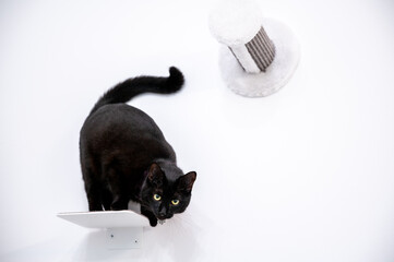 schwarze Katze sitzend vor weißer Wand