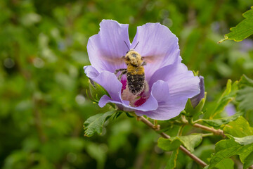 flying bee over purple flower