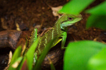 Water dragon in leaves
