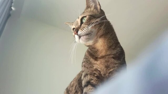 Oriental cat closeup indoor portrait