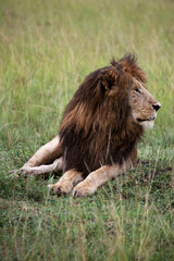 male lion resting in tall grass