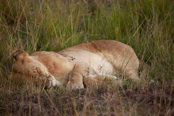 Naklejka na ściany i meble little lion cub lying in the grass