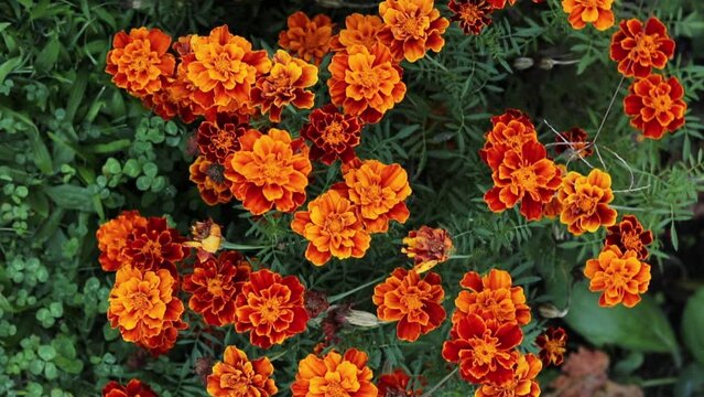 French marigold flowers (tagetes patula) with bright orange color blooming in garden with fresh green foliage.