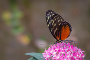 orange butterfly on pink flower
