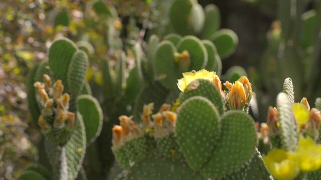 This panning video shows a scenic cactus garden full of gorgeous blooming cacti plants. 