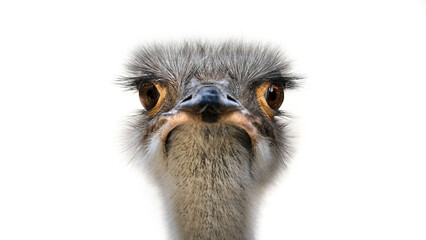 A Portrait of the Common Ostrich ( Struthio Camelus ) - obrazy, fototapety, plakaty