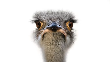 Foto op Plexiglas A Portrait of the Common Ostrich ( Struthio Camelus ) © Leny Silina Helmig