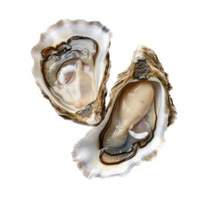 Oysters on the half shell in a Food-themed, photorealistic illustration in a PNG format, cutout, and isolated. Generative AI