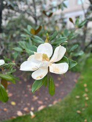 sweet magnolia
