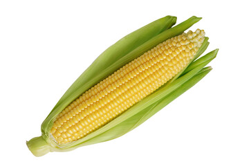 Fresh yellow ear of corn with green leaves isolated on white, transparent background, PNG. Food ingredient, design element, farm, harvest, agriculture.