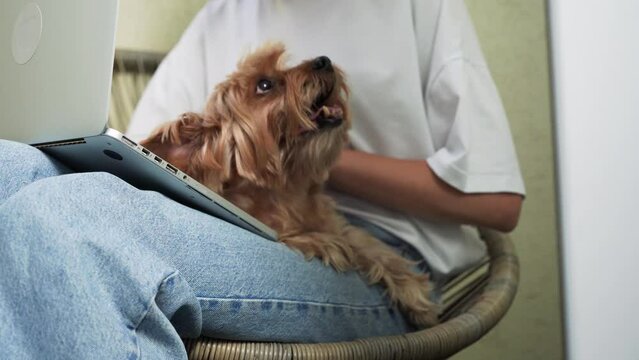 Young Woman in White T-Shirt Working at Laptop with Yorkshire Terrier.