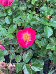 pink rose flower