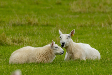 Naklejka na ściany i meble sheep and lamb in a field