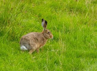 Wild brown hare in a field