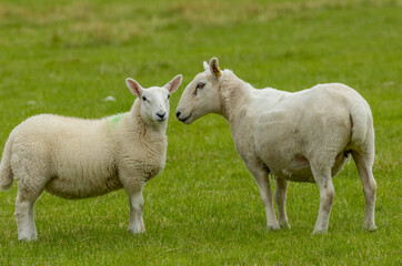 Fototapeta premium two sheep in a field