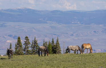 Obraz premium Wild Horses in the Pryor Mountains Montana in Summer
