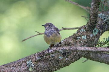 木の枝にとまるジョウビタキの幼鳥