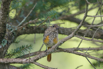 木の枝にとまるジョウビタキの幼鳥