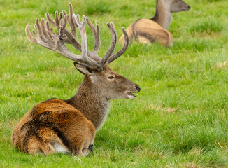 Male red deer stag lying  in the grass with female