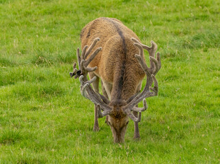 Red deer stag with velvet antlers eating grass in a field
