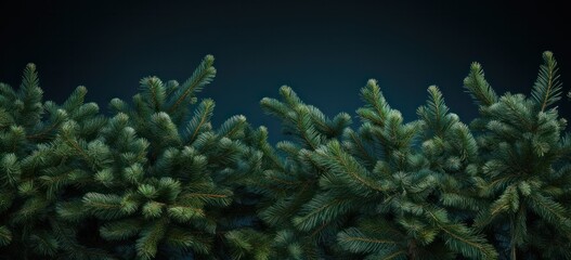Fototapeta na wymiar Evergreen fir branches symbolizing the holiday season.