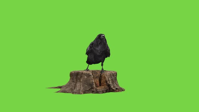 Raven on a tree stump green screen