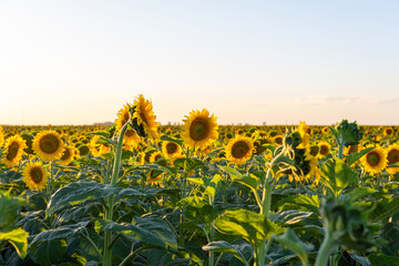 Field landscape strewn with sunflowers