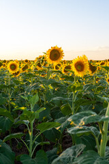 Sunset in a field of sunflowers