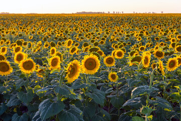 Rural landscape of green and yellow colors of sunflowers