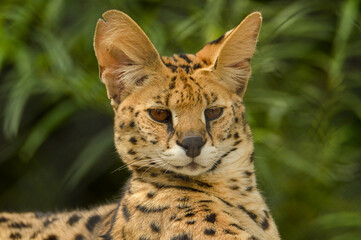 portrait of a Serval