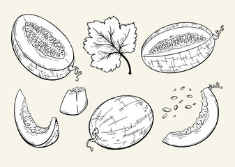 Set of melons and melon slices. Hand drawn sketch style.  - obrazy, fototapety, plakaty