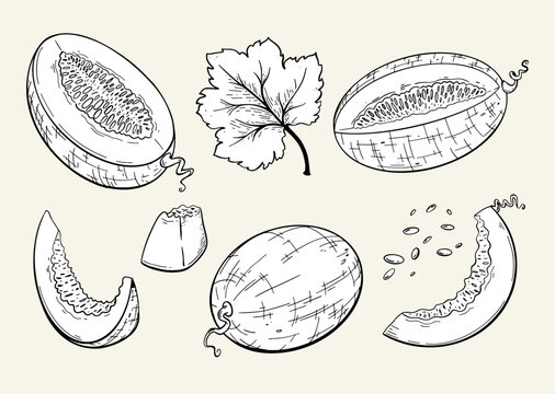 Set of melons and melon slices. Hand drawn sketch style. 