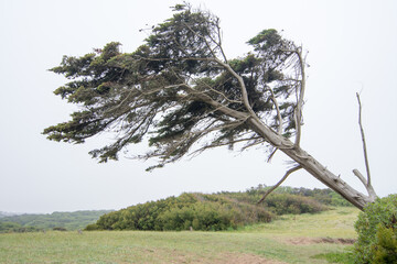 Tree knocked on its side by the wind