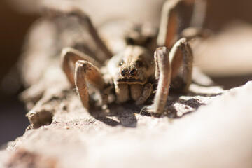 Portrait of a Spider Wolf, Lycosa tarantula in the field