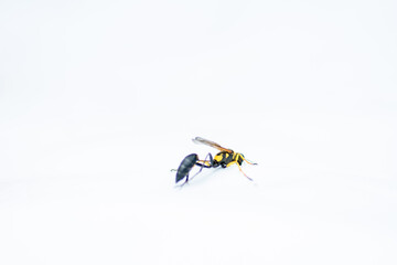 Close up of a potter wasp against white background