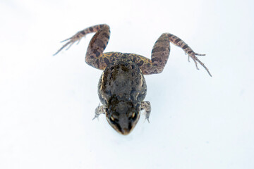 Close up of a little frog on white background