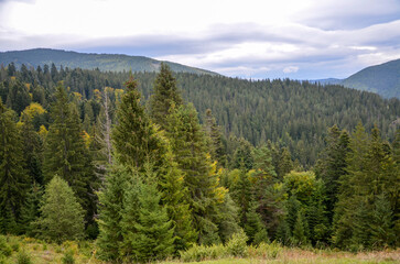 Beautiful view to Carpathian Mountains covered by green forests under cloudy sky, Ukraine