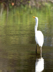 White egret