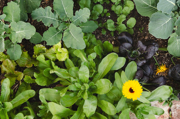 Vegetables and flowers growing in an urban vegetable garden. 