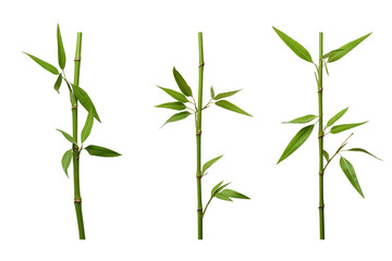 Three bamboo branches over isolated transparent background