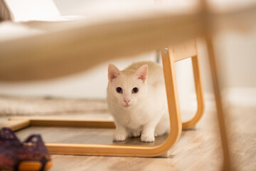 gato blanco abajo de silla
