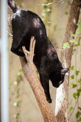 gato negro bajando árbol