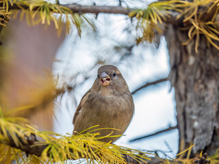 Sparrow sits on a branch without leaves.