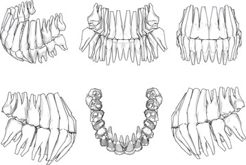 Sketch vector illustration of human dental skeletal structure for school education