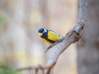 Cute bird Great tit, songbird sitting on the branch with blured background