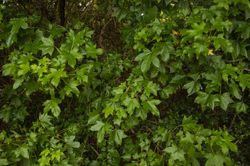 hojas verdes