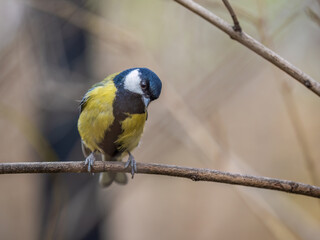 Cute bird Great tit, songbird sitting on the branch with blured background